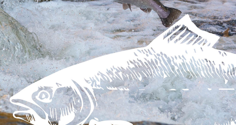 Protein Spotlight: Wild-Caught Salmon