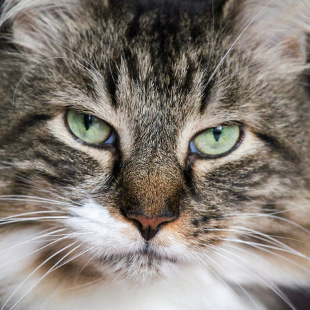 Chronic Kidney Disease in Cats