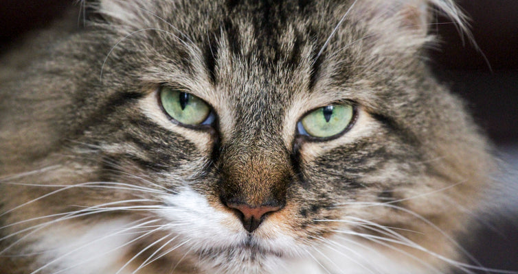 Chronic Kidney Disease in Cats