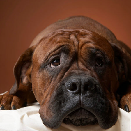 Inflammatory Bowel Disease in Dogs