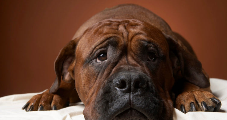 Inflammatory Bowel Disease in Dogs