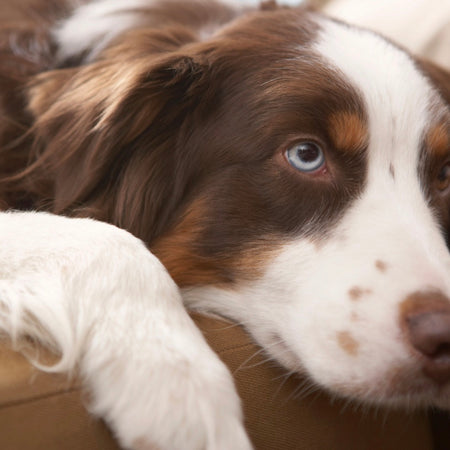 Pancreatitis in Dogs