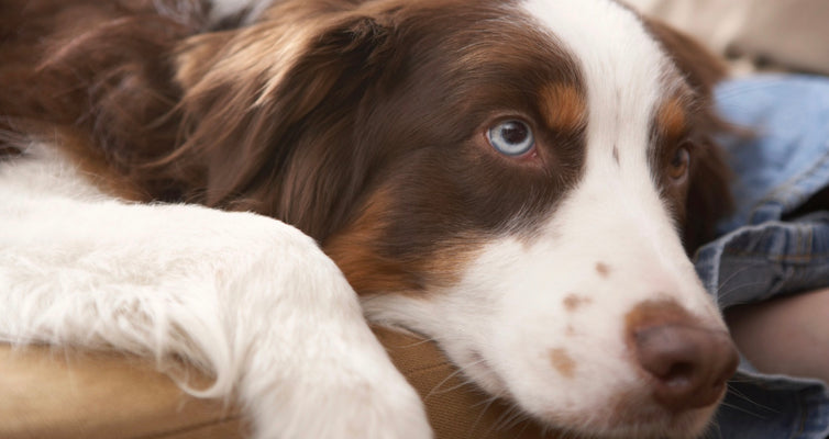 Pancreatitis in Dogs