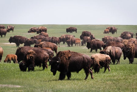 Protein Spotlight: Pasture-Raised Bison