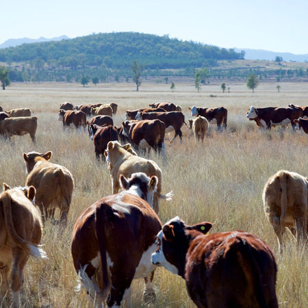 Protein Spotlight: Organic Beef