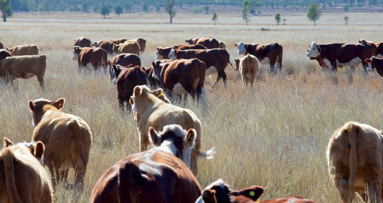 Protein Spotlight: Organic Beef