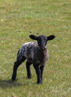 Protein Spotlight: Grass-Fed Lamb
