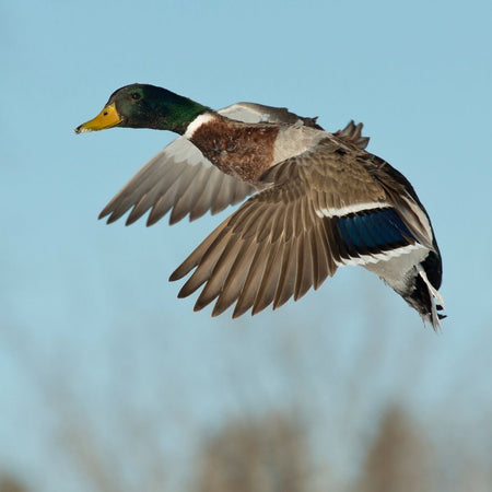 Protein Spotlight: Organic Duck
