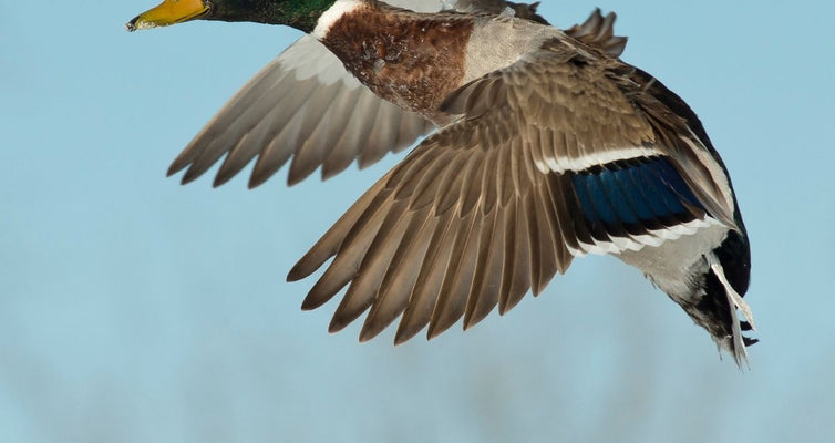 Protein Spotlight: Organic Duck