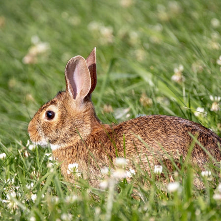 Protein Spotlight: Pasture-Raised Rabbit