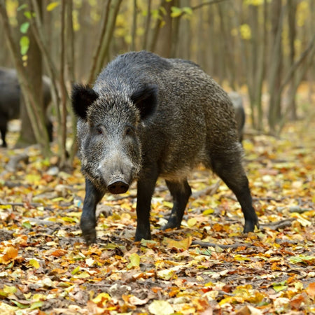 Protein Spotlight: Wild Boar