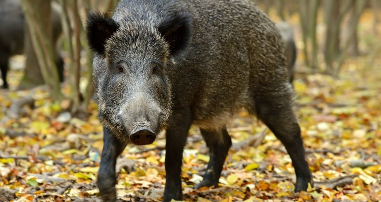 Protein Spotlight: Wild Boar