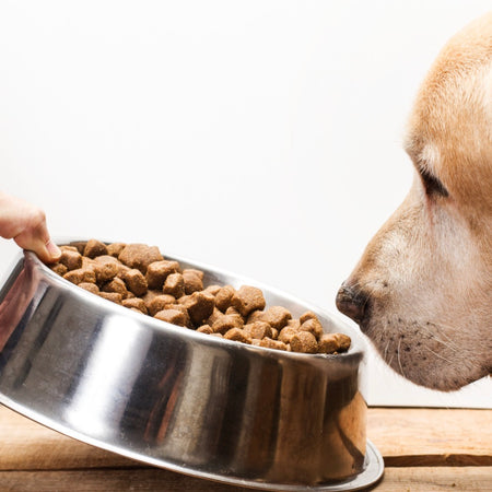 The Obesity Epidemic: Is Your Pet Overweight?