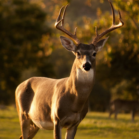 Protein Spotlight: Grass-Fed Venison