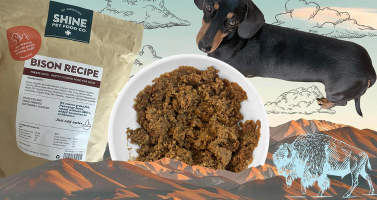 Discover why bison is a lean, nutrient-rich protein that’s great for your dog’s health.
