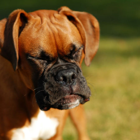 Allergies in Pets