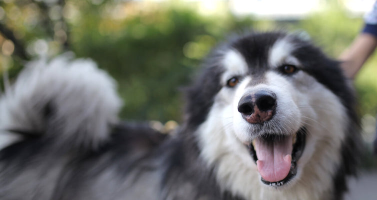 Free Range vs. Conventionally-Raised > Good For your Pet