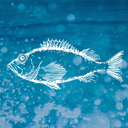 Protein Spotlight: Wild-Caught Rockfish