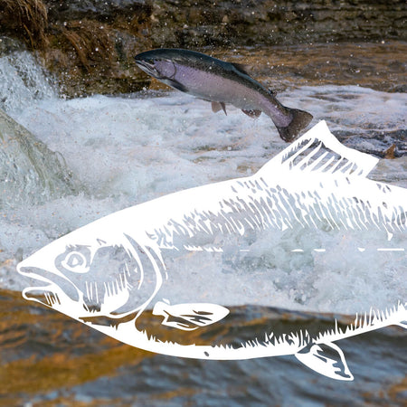 Protein Spotlight: Wild-Caught Salmon