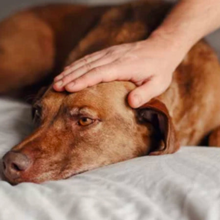 Inflammatory Bowel Disease in Dogs