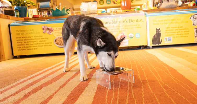 What Makes Shine Pet Food Different?
