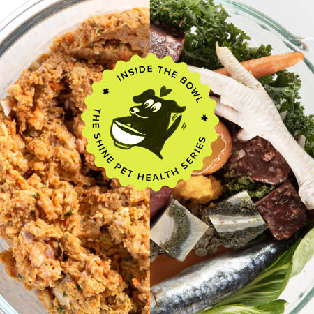 Highlights from Our Pet Nutrition & Wellness Event