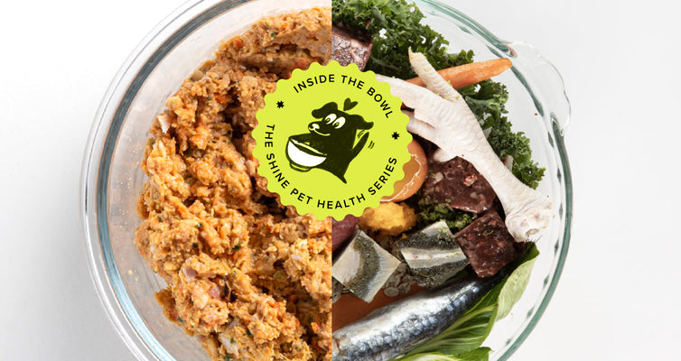 Highlights from Our Pet Nutrition & Wellness Event