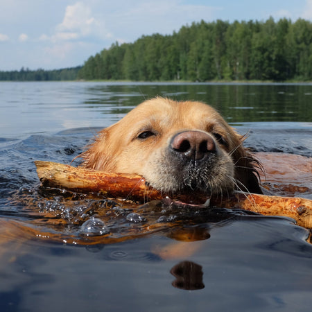 Keeping Your Dog Cool, Calm & Nourished This Summer