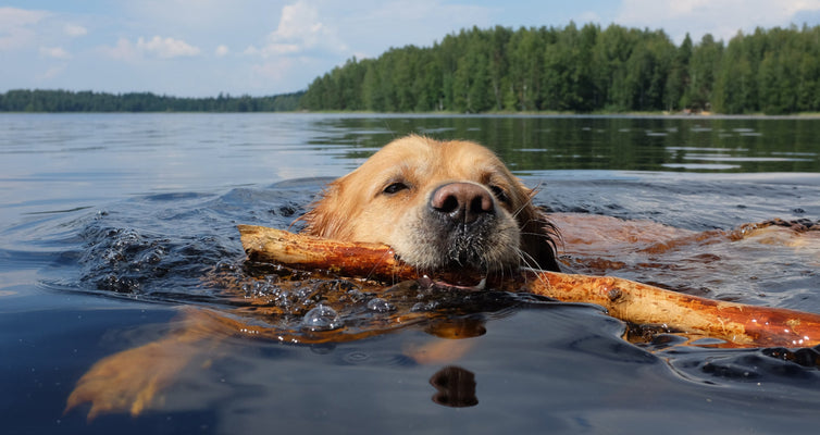 Keeping Your Dog Cool, Calm & Nourished This Summer