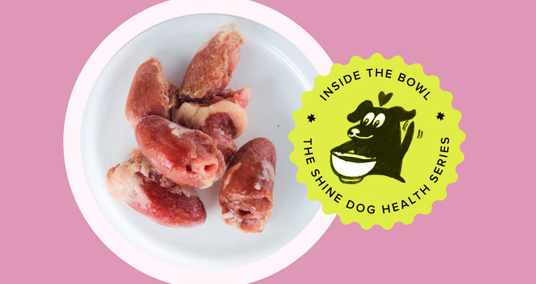 Inside the Bowl - Cardiovascular Health in Dogs