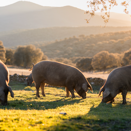 The Power of Pork: Why Pork Protein is Great for Dogs