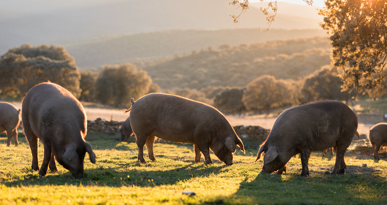 The Power of Pork: Why Pork Protein is Great for Dogs