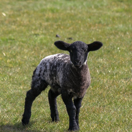Protein Spotlight: Grass-Fed Lamb
