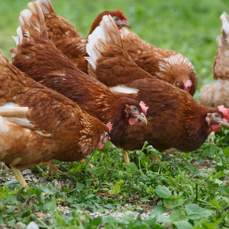 Protein Spotlight: Organic Chicken