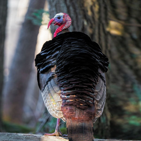 Protein Spotlight: Organic Turkey
