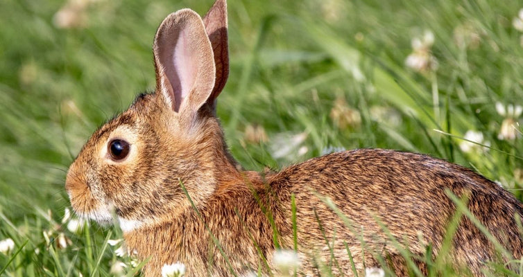 Protein Spotlight: Pasture-Raised Rabbit