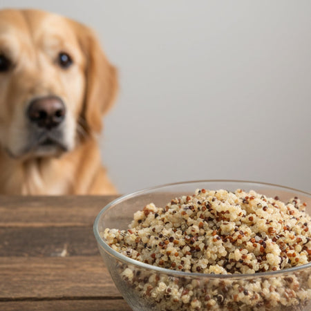 Quinoa is a nutritional powerhouse for dogs