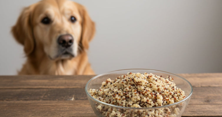 Quinoa is a nutritional powerhouse for dogs