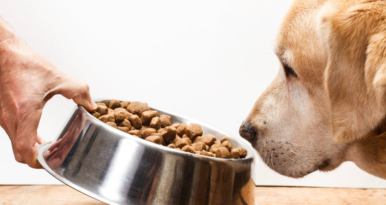 The Obesity Epidemic: Is Your Pet Overweight?