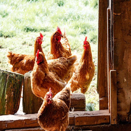 Certified Organic Chicken vs. Conventionally Raised Poultry > Meet the Farmer