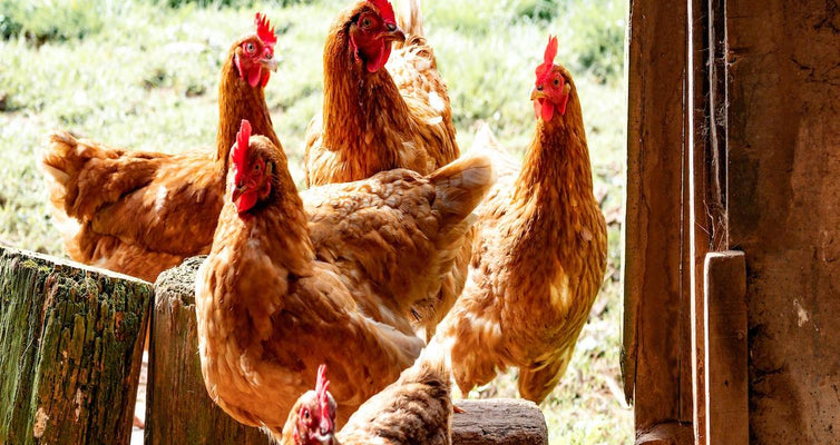 Certified Organic Chicken vs. Conventionally Raised Poultry > Meet the Farmer