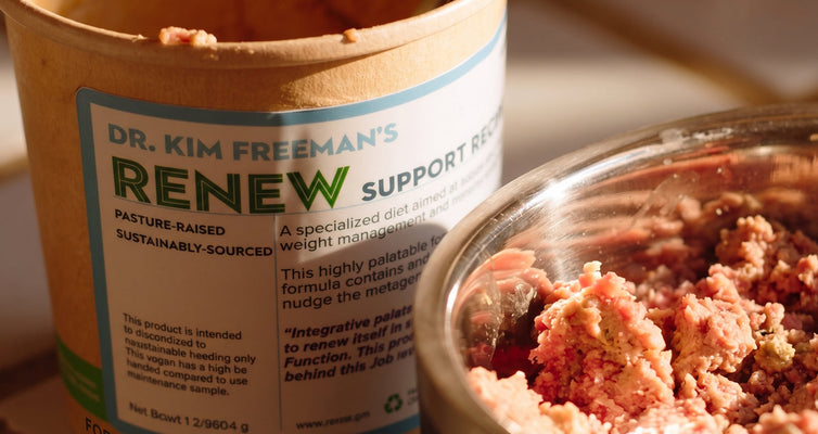 What should I feed my dog with cancer? Meet Renew.